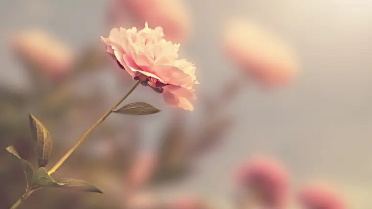 婚活で「焦り」が伝わっていませんか？