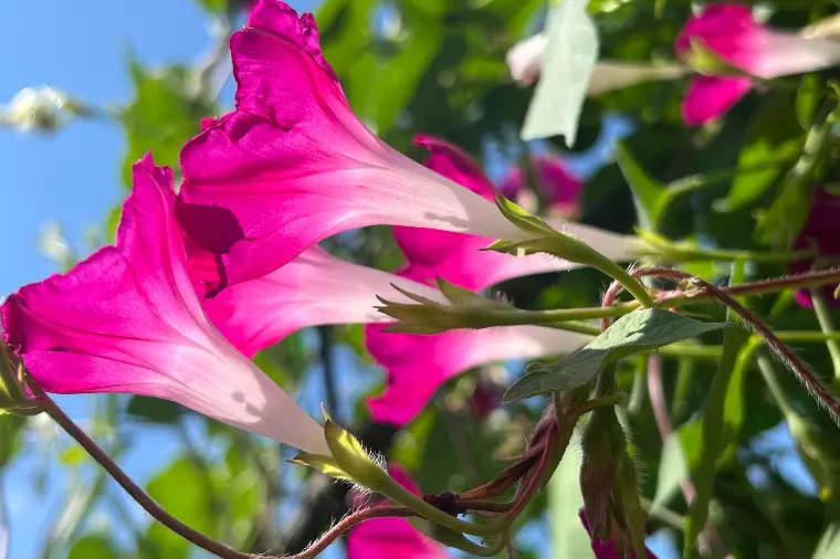 残暑お見舞い申し上げます🌻