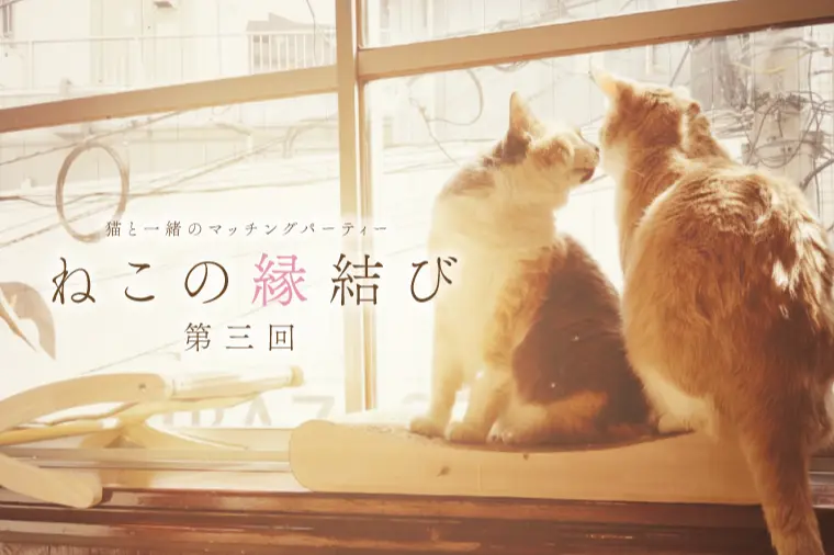 “婚活らしくない”から心がほどける、猫と楽しむひととき。