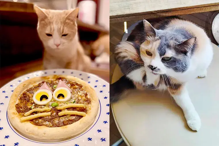 SWITCH　MARRY「“婚活らしくない”から心がほどける、猫と楽しむひととき。」- 3