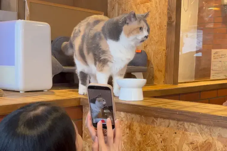 SWITCH　MARRY「“婚活らしくない”から心がほどける、猫と楽しむひととき。」- 5