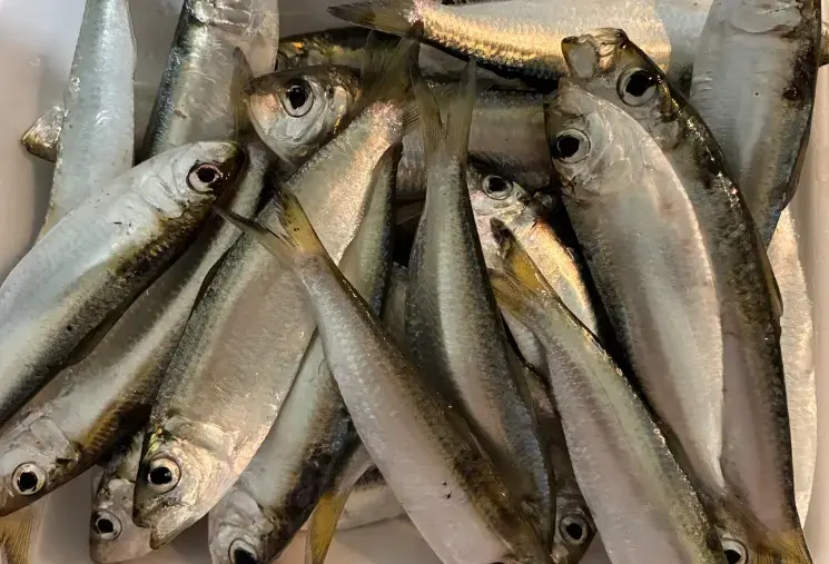ズッキーニ結婚相談所「夫の趣味の魚釣り、やってみた」- 3