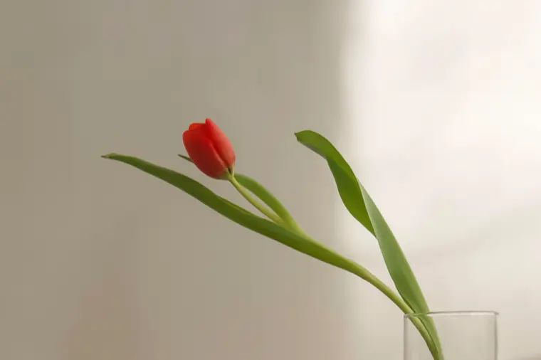 ３5歳で結婚した私が思う、遅めの結婚でよかったこと