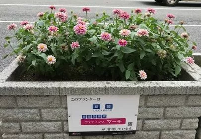 ウェディングマーチ「今日も朝から嬉しい報告がヽ(^o^)丿🎊」-2