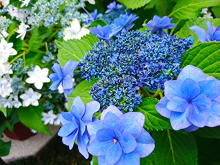 あじさい紫陽花は夏のお知らせ。花言葉は「家族の結びつき」