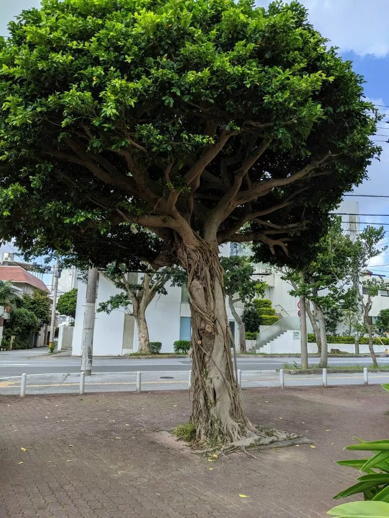 うまくいく恋