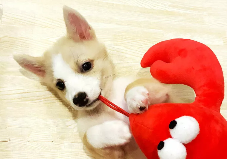 婚活カウンセラーの私のドキドキお見合い