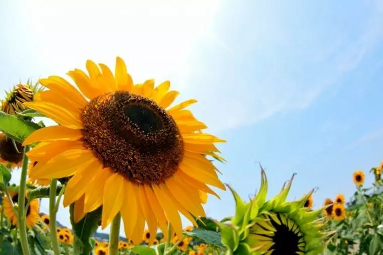 真夏のデートは体調管理をしっかりと