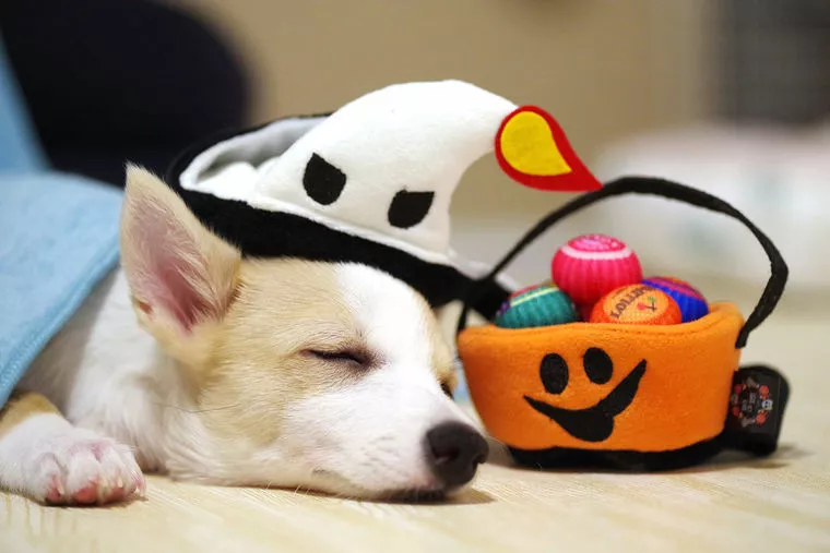 コスプレ好きカップルのハロウィンデート