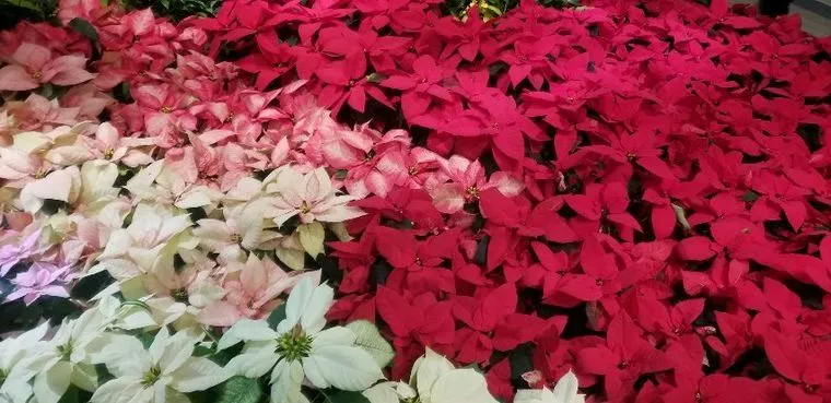 今年もクリスマスは特別な日。成婚退会そしてデート報告が