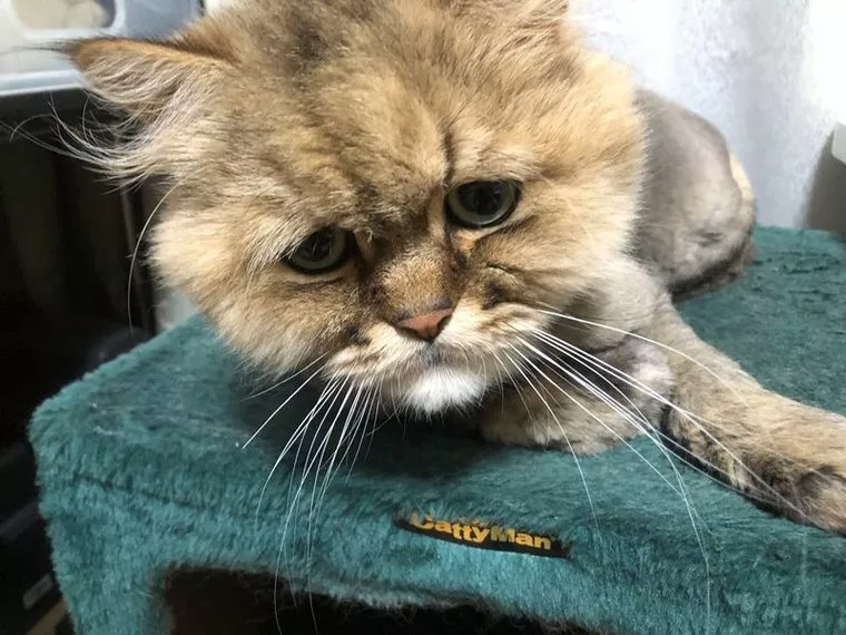 ゾロ目で大安で縁起の良い猫の日だから不安に負けないで！