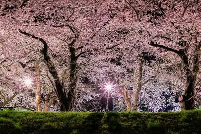 良縁コンシェルジュ町田「今年の桜の開花は超早い！」-2