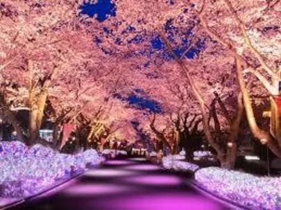 Applause（アプローズ）「夜桜と嬉しいプロポーズ💑」-2