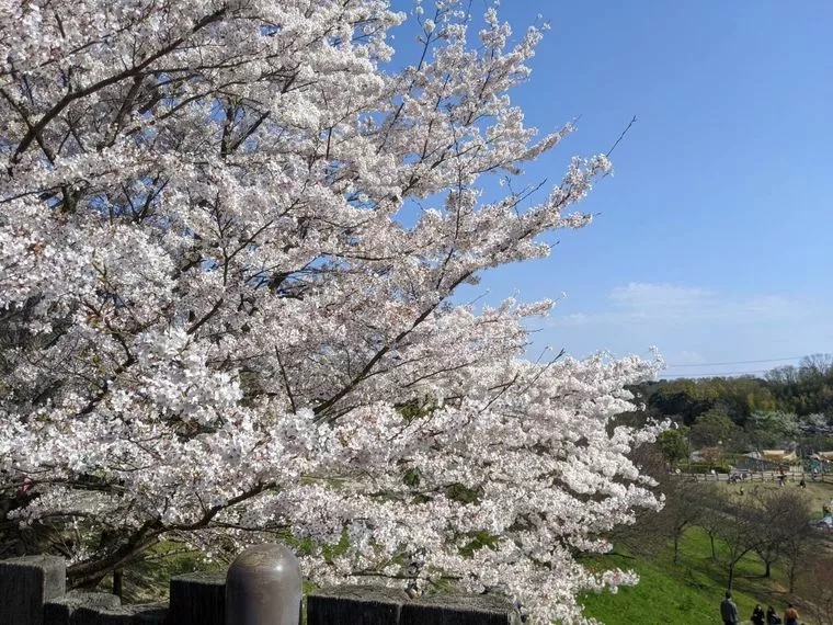 桜