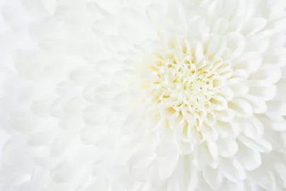 さくら咲ク結婚相談所「やっと最後。結婚のタイミングや定義は、人それぞれです。」-4
