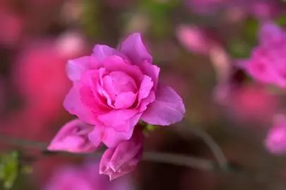 ウイン虎ノ門結婚相談所「別れても好きな人!!!　駄目なのよ。」-2
