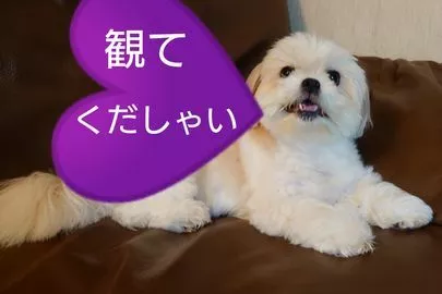 アモ・カプルス amo-couples「男性は○○○を覚えましょう！！」-4