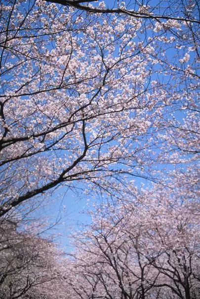 ウイン虎ノ門結婚相談所「婚活で、短期間で成婚するには、申込みされた相手から!!!」-3