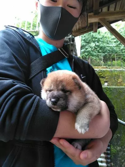 町のブライダル　ミューナ「二度と犬を飼うことはないと思っていたのに・・・」-4