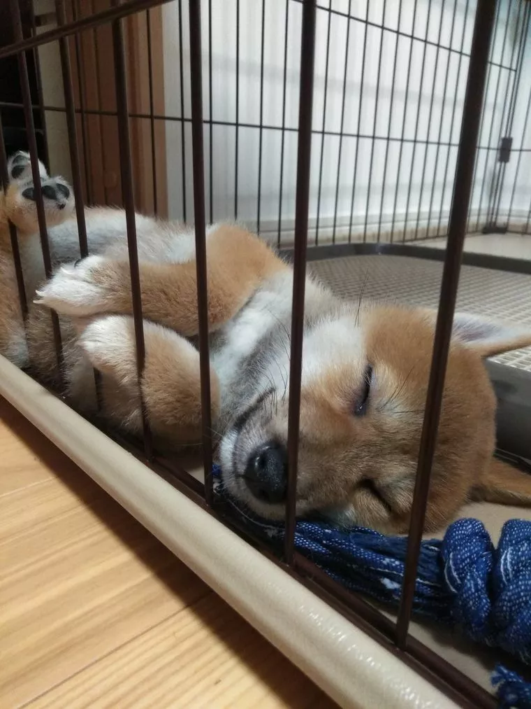 二度と犬を飼うことはないと思っていたのに・・・