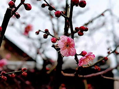 アーチ結婚相談室「お酒の強い二人、天満天神梅酒大会でベロンベロンになった？」-3