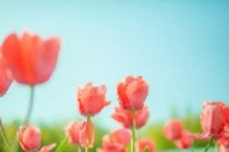 お見合い後交際希望が届く方とは？