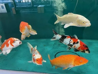 ウェディングマーチ「ショック大きいよ、どうせダメなら早く言ってよ」-2