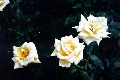 ウイン虎ノ門結婚相談所「結婚の良いところは、人に言いたくない!?」-2