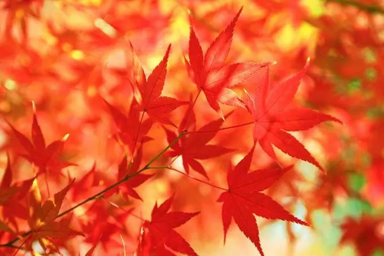 【2020年都内紅葉スポット】紅葉を見比べてみよう