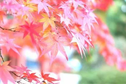 Dear Bride Tokyo「そろそろ行きたい！今年オープン話題の新デートスポット」-4