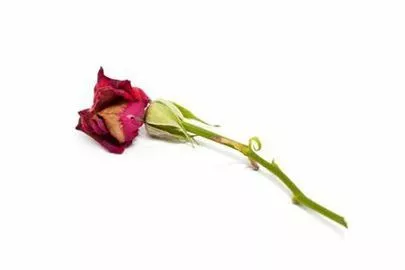 スターマリアージュ青山「結婚相手、自分が選ぶ立場だと思ったら大間違い！」-2