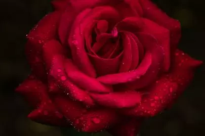 結婚相談所バディ「お見合いで、汗は大敵っス！」-2