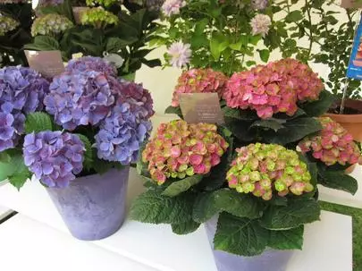 グッドラックステージ「視野を広げて婚活に取り組むことで結果を出す」-2