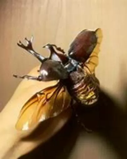 みろく結婚相談所「カブトムシは飛べない」-2