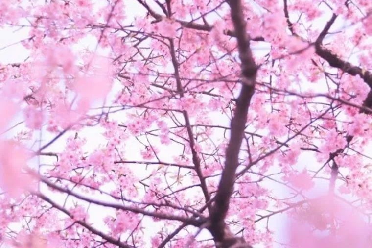 🌸春ですね🌸