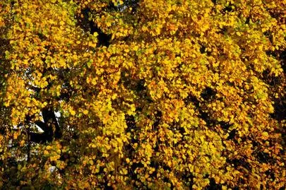 ウイン虎ノ門結婚相談所「東京の婚活は、20代で結婚して子宝に恵まれるのが良いです」-2