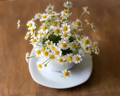 さくら咲ク結婚相談所「婚活がすすまない。やる気がでないのは梅雨のせい！」-2