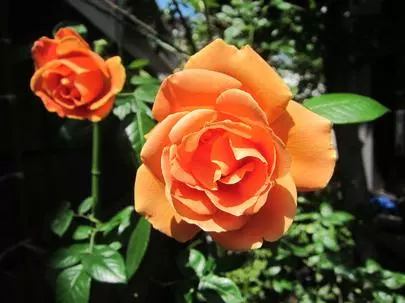 グッドラックステージ「「努力」を惜しまない婚活を」-2