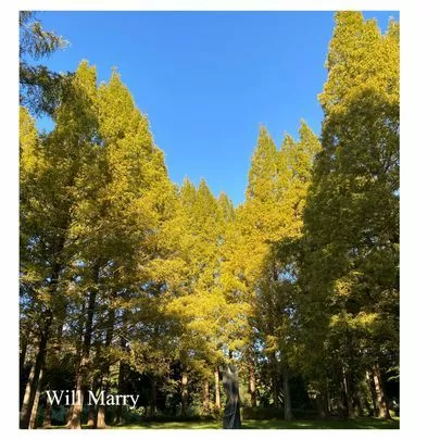 Will Marry（ウィルマリー）「さあ、婚活の秋到来です(#^^#)」-2