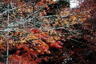 ウイン虎ノ門結婚相談所「佐々木蔵之介さんが 結婚した女性は、一般女性!!!」-3