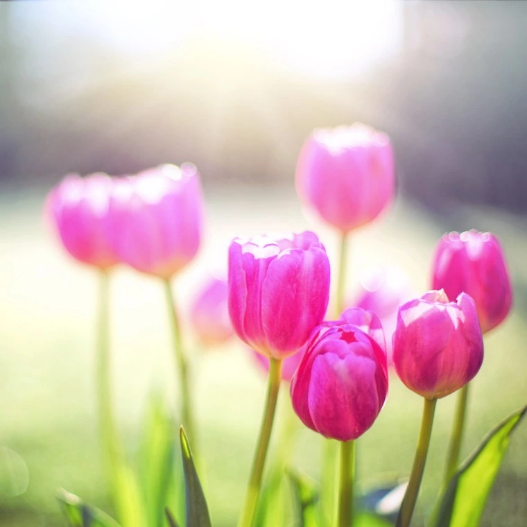 【結婚相談所】真剣交際中のデートの素敵なエピソード✨