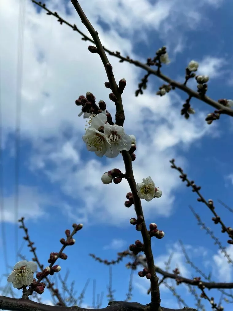 成婚の概念