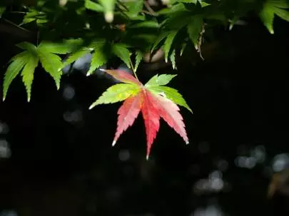 ウイン虎ノ門結婚相談所「あなたといると居心地が良い!?」-3
