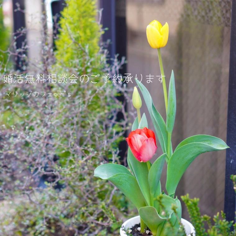 今週末の婚活個別相談会空き状況お知らせ✨⁡