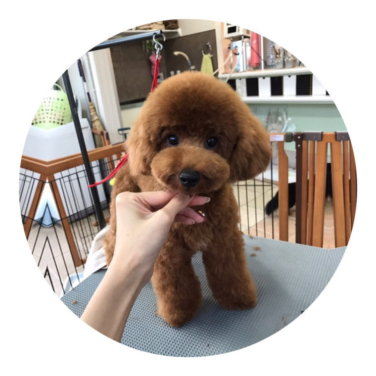 ペレ君シャンプーの日…長男苦笑い(;^ω^)