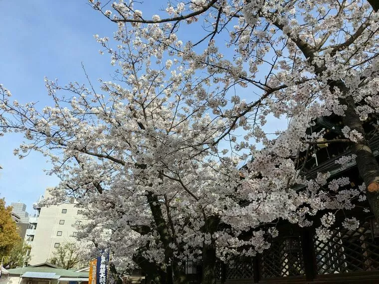 大阪天満宮の桜は「満開」ご縁の桜も咲きました！