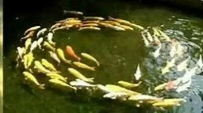 しあわせたまご「デートを成功させる方法を考える」-2