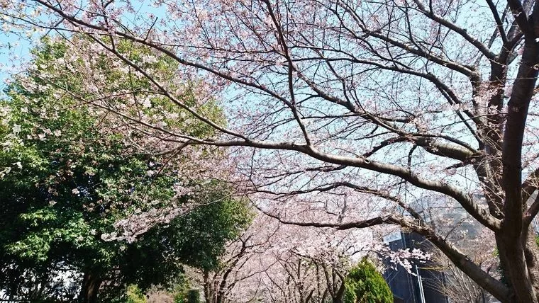 桜並木を歩くイメージトレーニングを！