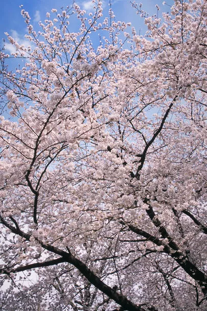 ウイン虎ノ門結婚相談所「桜デートしたいのに相手がいない!入会から10日で交際突入」-2