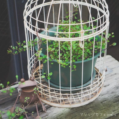 マリッジ カフェ　gem's「8/27(土)・8/28(日)婚活無料相談会のご予約状況」-2